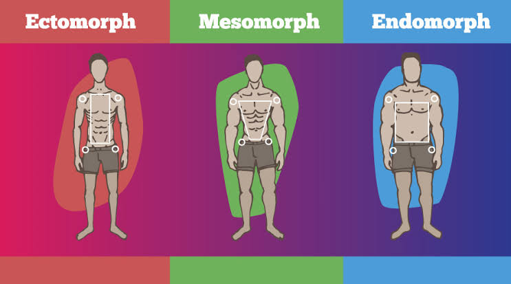 Ectomorph Mesomorph Endomorph body types